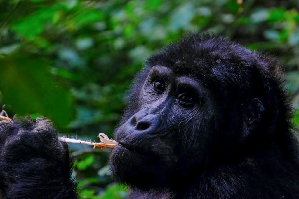 Budget Gorilla Trekking in Congo