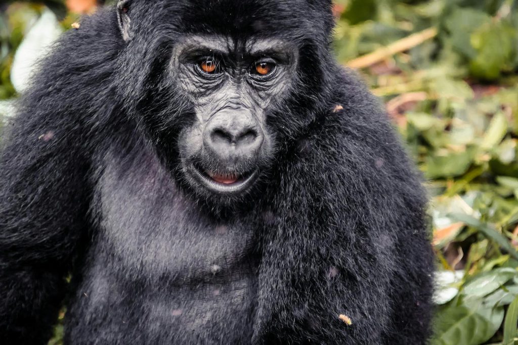 Budget Gorilla Trekking in Rwanda