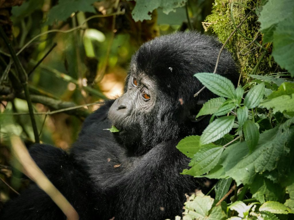 Budget Gorilla Trekking in Uganda