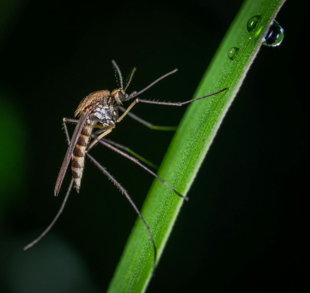 Malaria Prevention Tips
