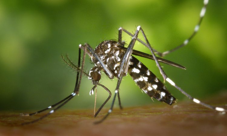 Malaria Risk & Prevention in Bwindi Impenetrable National Park